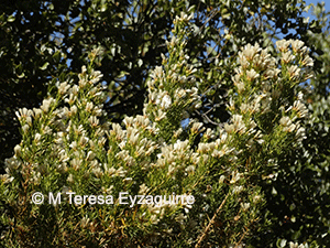 Baccharis linearis