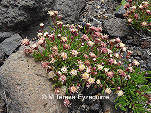 Baccharis nivalis