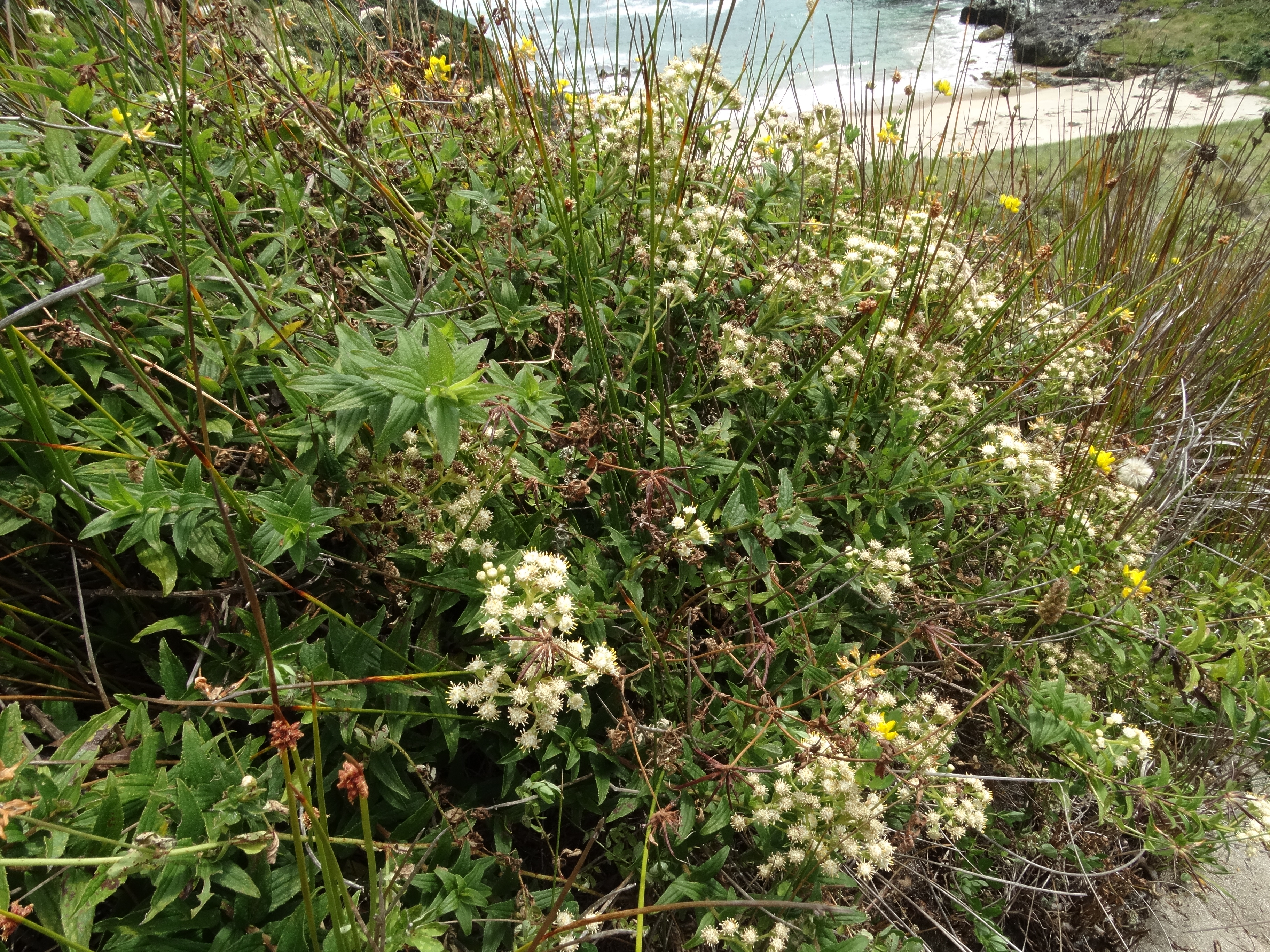 Baccharis racemosa