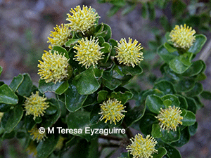 Baccharis rhomboidalis