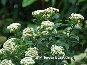 Baccharis sphaerocephala