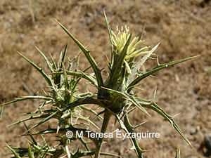 Carthamus lanatus