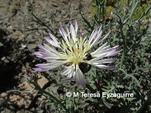 Plectocephalus atacamensis