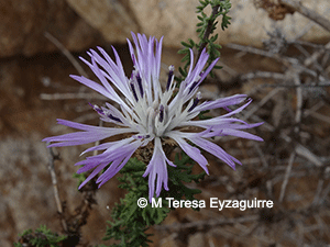 Plectocephalus cachinalensis