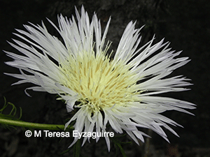 Plectocephalus chilensis var. chilensis