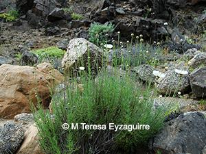 Plectocephalus bridgesii