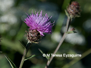 Centaurea nigra