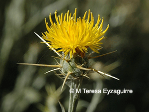 Centaurea solsticialis