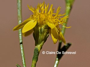 Gutierrezia neaeana