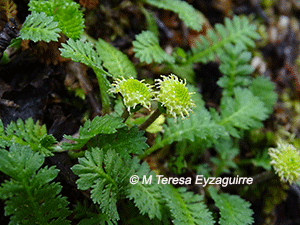 Leptinella scariosa