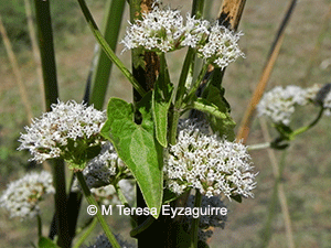 Mikania mendocina