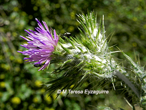 Carduus pycnocephalus