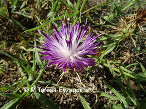 Centaurea calcitrapa
