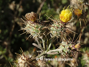 Centaurea melitensis