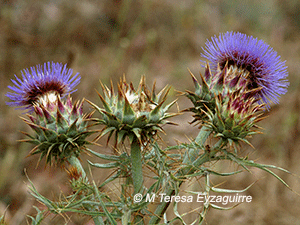 Cynara cardunculus