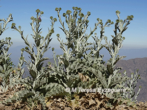 Onopordum acanthium