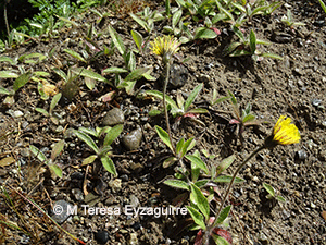Hieracium pilosella ssp. euronotum