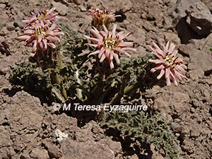 Perezia carthamoides