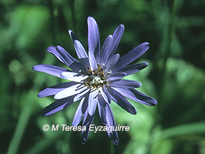 Perezia lactucoides