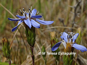 Perezia linearis