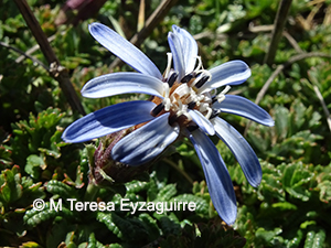 Perezia recurvata