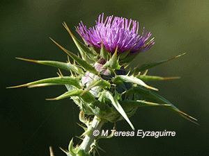 Silybum marianum