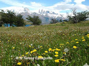 Taraxacum officinale