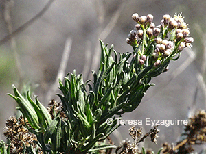 Baccharis intermedia