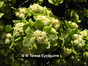 Baccharis macraei