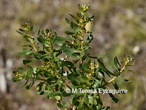 Baccharis neaei