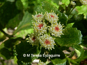 Baccharis obovata