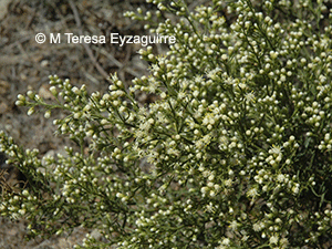 Baccharis paniculata