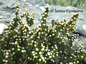 Baccharis patagonica