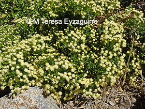 Baccharis poeppigiana