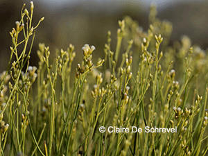 Baccharis spartioides
