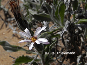 Noticastrum sericeum