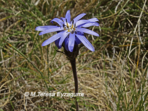 Perezia fonkii