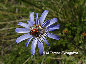 Perezia spathulata