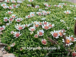 Werneria glaberrima