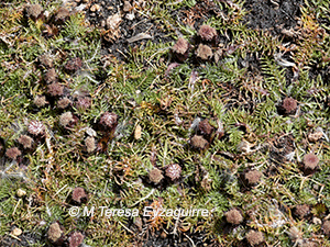 Werneria pinnatifida