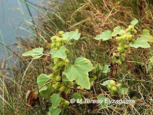 Xanthium strumarium