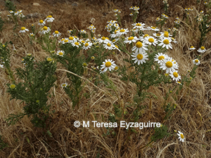 Anthemis cotula