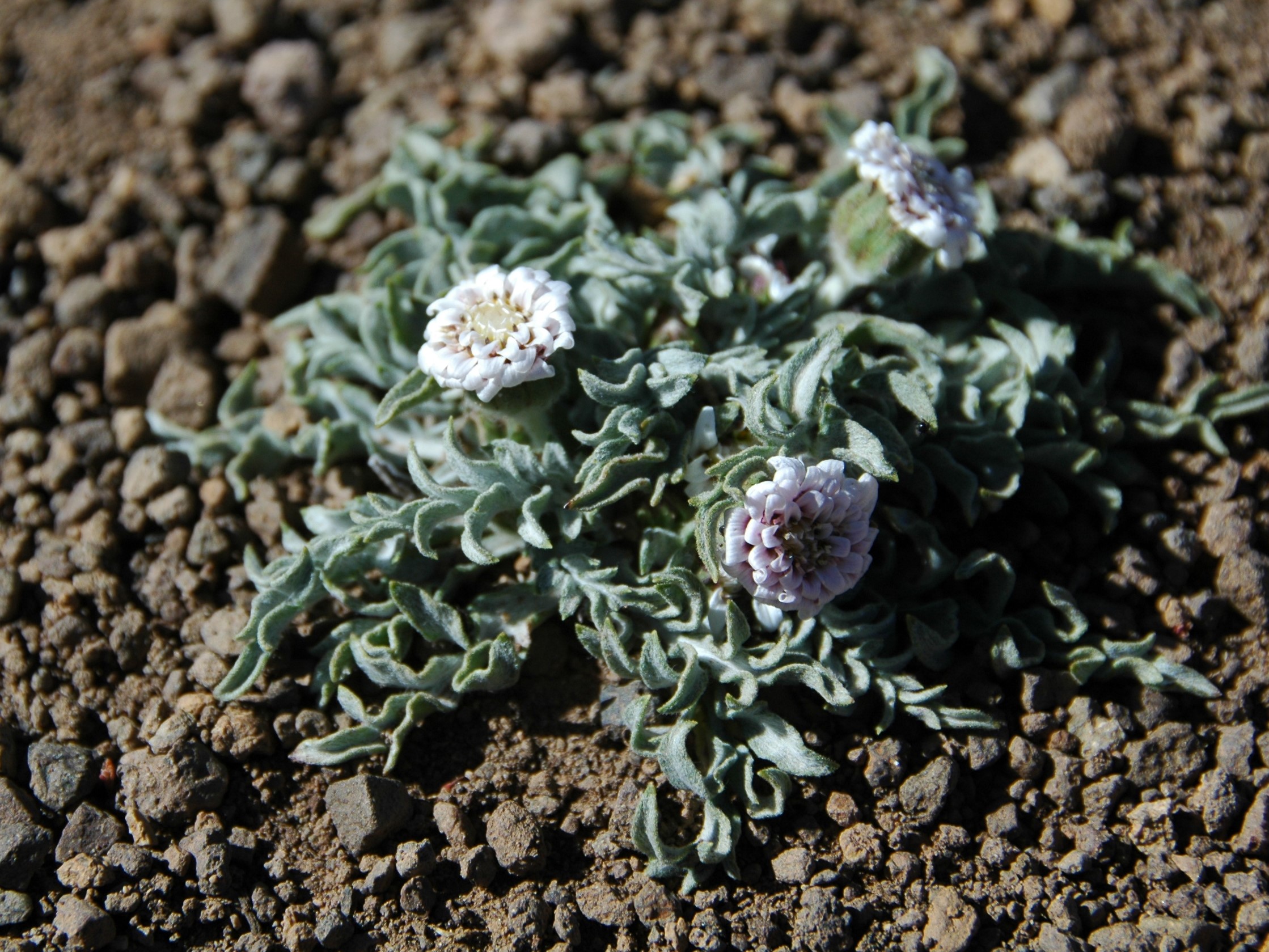 Leucheria candidissima