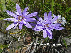 Leucheria coerulescens