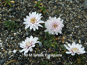 Leucheria eriocephala