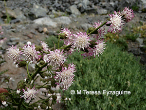 Leucheria floribunda