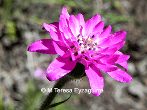 Leucheria glandulosa