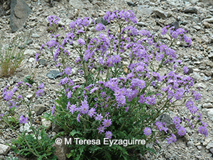 Leucheria magna