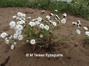 Leucheria tomentosa