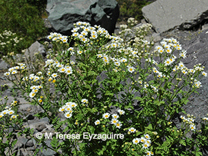 Tanacetum parthenium